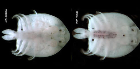 Файл:Argulus japonicus.jpg