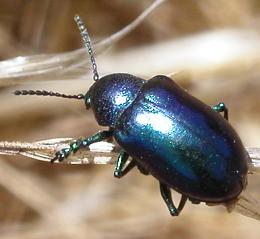 Файл:Chrysochus cobaltinus, CA.jpg