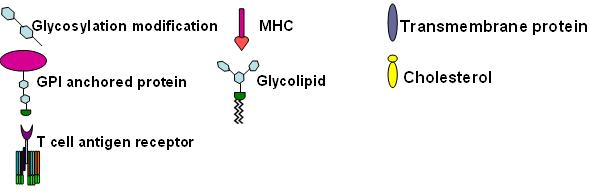 Файл:Components for T-cell antigen receptor signalling.jpeg