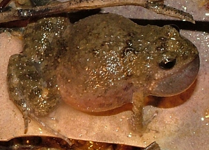 Файл:Crinia parinsignifera calling.jpg