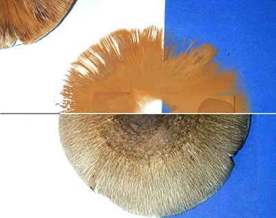Файл:Spore print.jpg