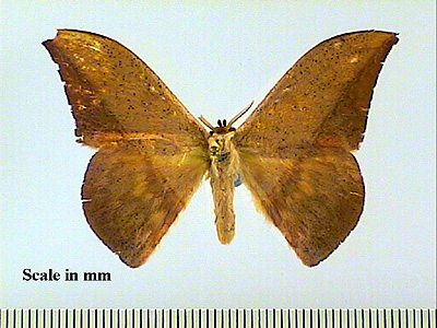 Файл:Oxytenis modestia.jpg