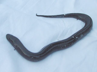 Файл:Amphiuma means.jpg