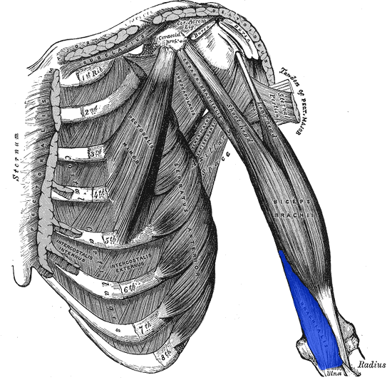 Файл:Brachialis.png