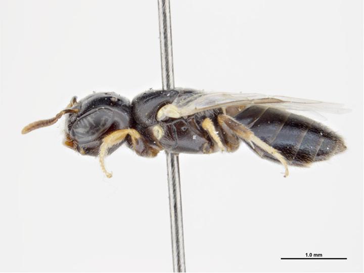 Файл:Euryglossina clypearis f.jpg