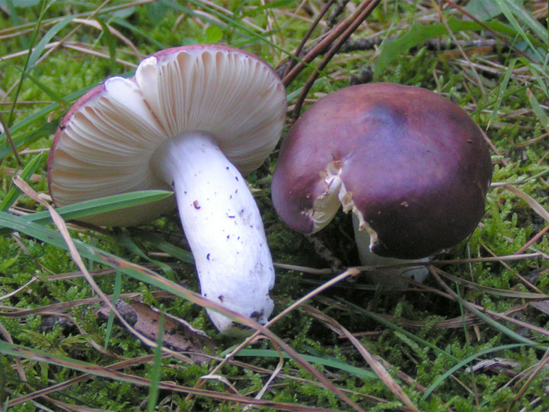 Файл:Russula caerulea.jpg