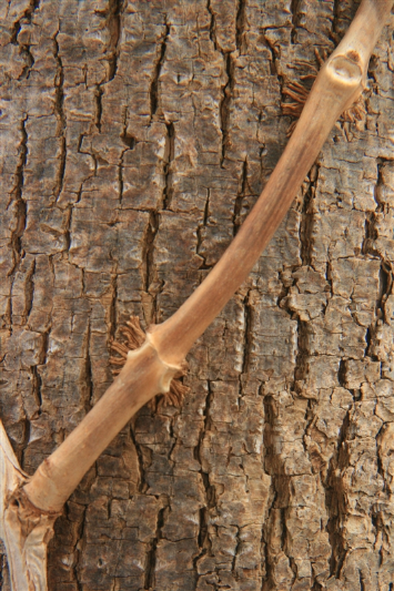Файл:Campsis radicans aerial roots.png