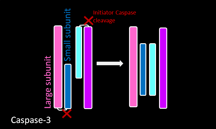 Файл:Caspase 3 final.png