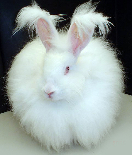 Файл:Fluffy white bunny rabbit.jpg