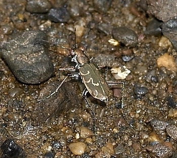 Файл:Cicindela.elisae.1.opencage.jpg