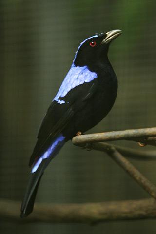 Файл:Lightmatter fairy bluebird.jpg