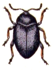 Файл:Colaphus.sophiae.-.calwer.45.03.jpg