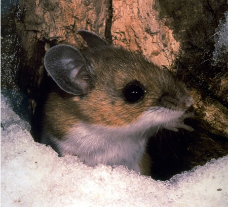 Файл:Peromyscus maniculatus.jpg