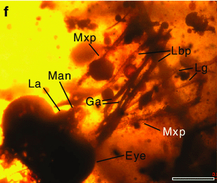Файл:Burmogramma liui Fig1 F.jpg