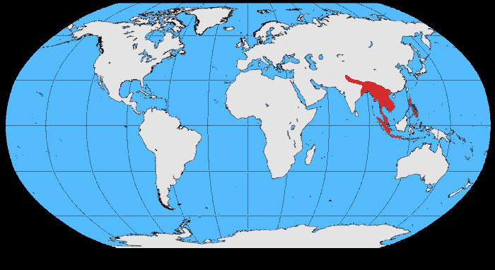 Файл:Gallus gallus map.jpg