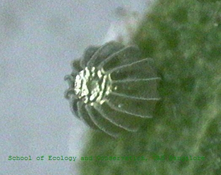 Файл:Hypolimnas missipus egg sec.jpg
