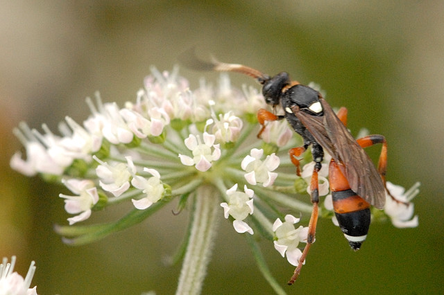 Файл:Ichneumon.sarcitorius.-.lindsey.jpg