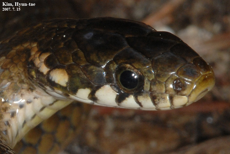 Файл:Hebius vibakari 09.jpg