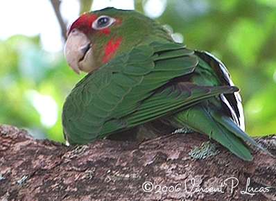 Файл:Mitred Parakeet.jpg