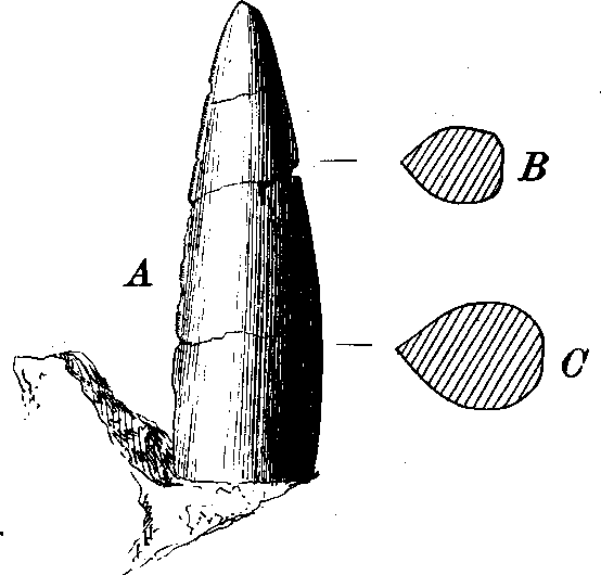 Файл:Clepsysaurus veatleianus tooth.png
