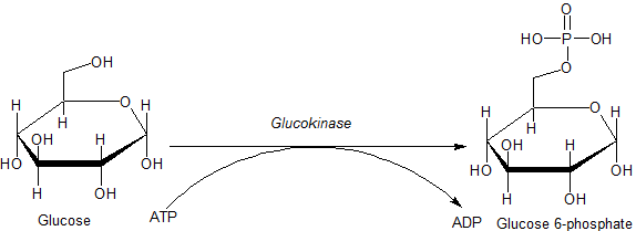 Файл:Glucokinase.png