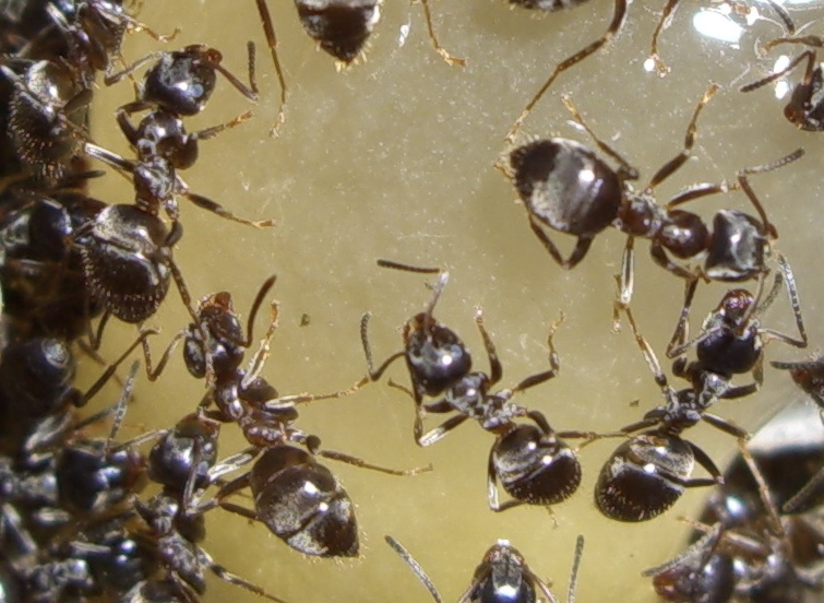 Файл:Lasius.jpg