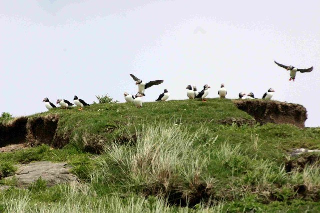 Файл:Mingulay birds (Paul Store).jpg