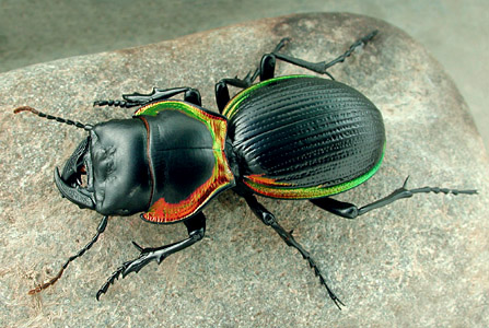 Файл:Mouhotia sp.jpg