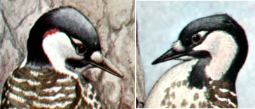 Файл:Picoides borealisEHP10CC1.jpg