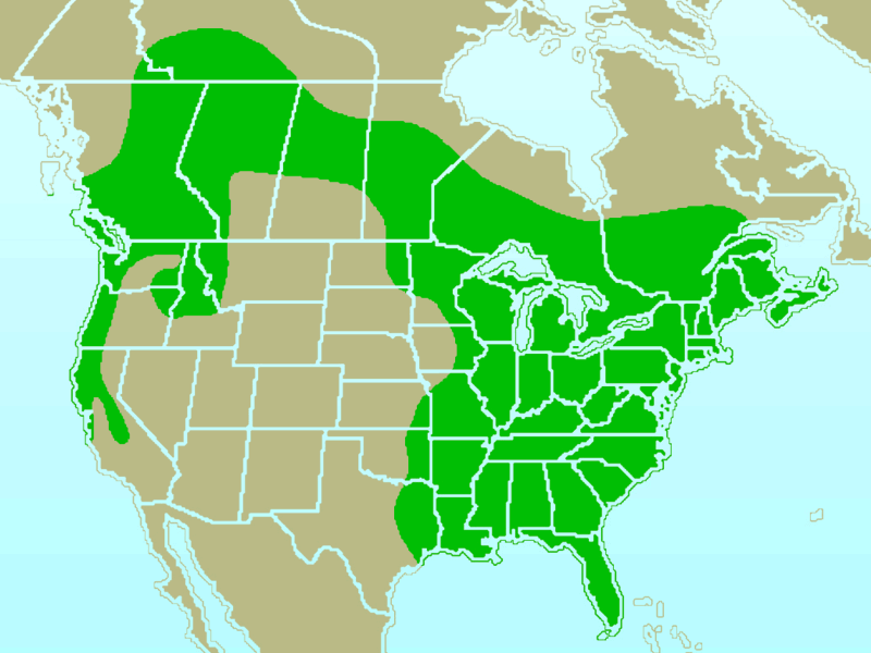 Файл:Pileated Woodpecker-rangemap.gif