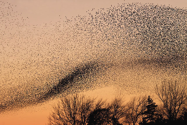 Файл:Starling murmuration.jpg