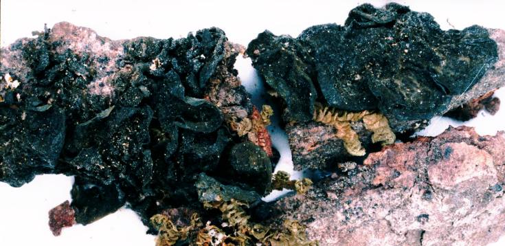 Файл:Collema furfuraceum-1.jpg