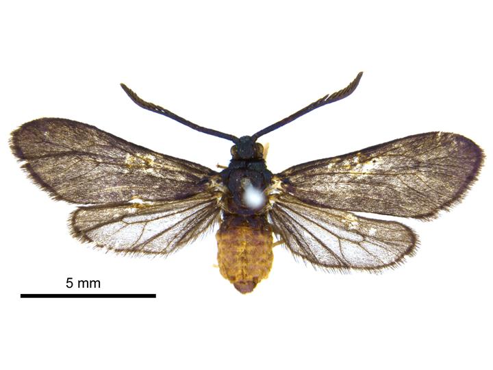 Файл:Levuana iridescens.jpg