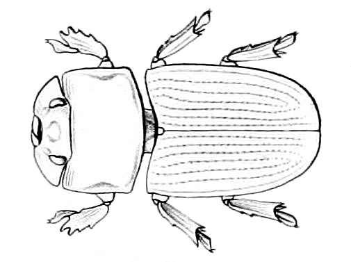 Файл:Penichrolucanus copricephalus.jpg
