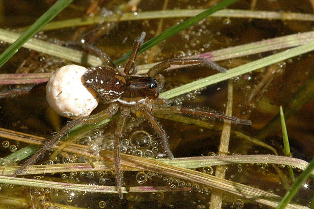 Файл:Pirata.piraticus.female.with.egg.sac.jpg