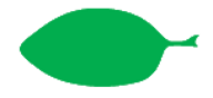 Файл:Leaf morphology elliptic.png