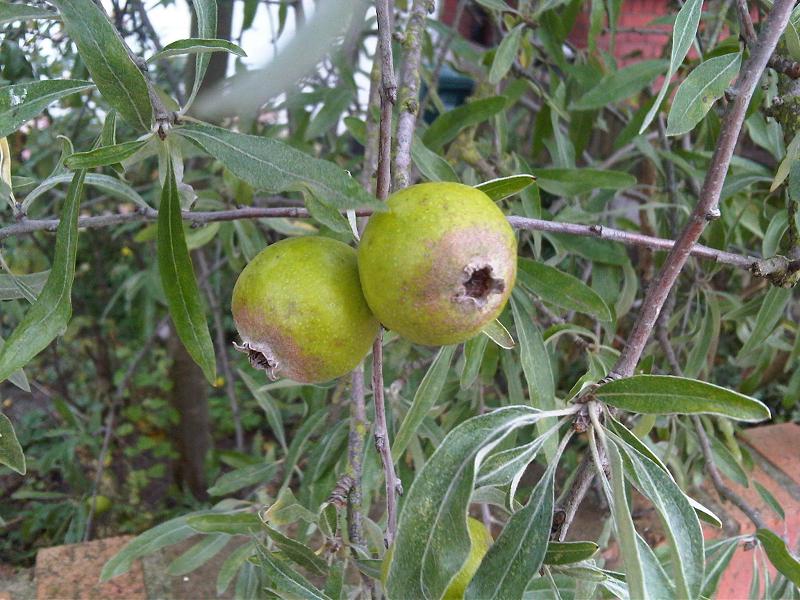 Файл:Pyrus salicifolia - Kew 51.jpg