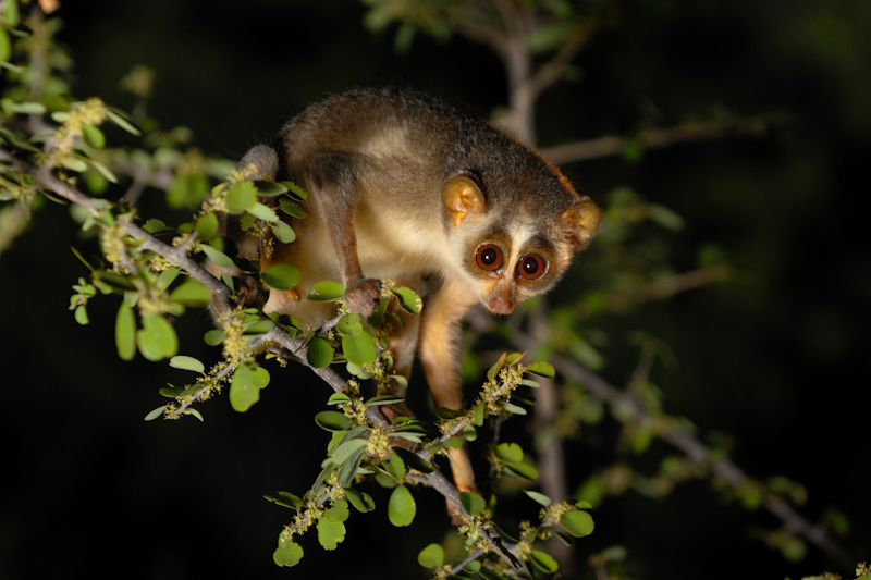 Файл:Slender Loris.jpg