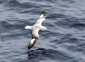 Файл:Southern Fulmar closeup.jpg