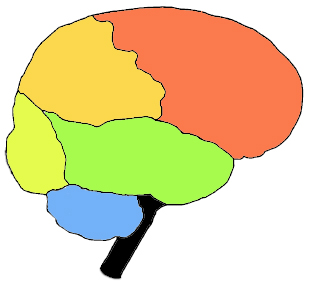 Файл:Brainlobes.png