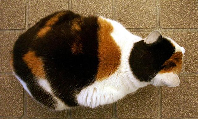 Файл:Mike neko TOP VIEW.jpg