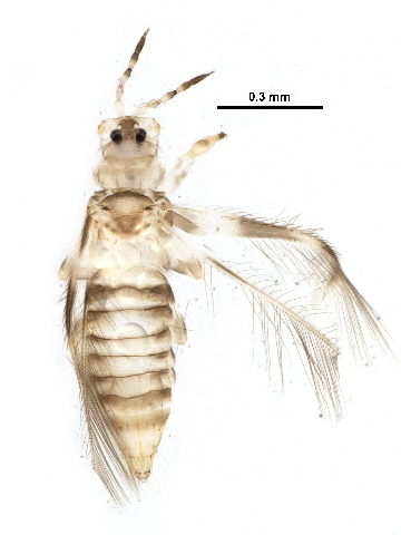 Файл:Neohydatothrips annulipes.jpg