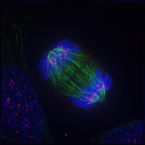 Файл:Anaphase IF.jpg