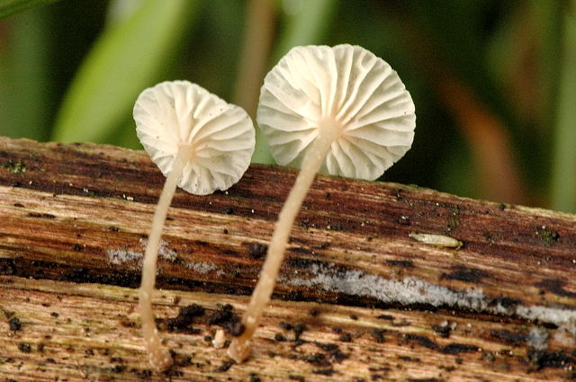 Файл:Marasmiellus ramealis 2 - Lindsey.jpg