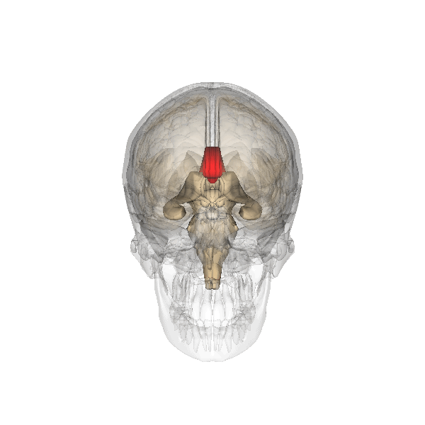 Файл:Corpus callosum.gif