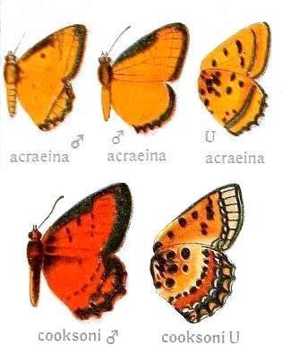 Файл:Erikssonia genus.jpg