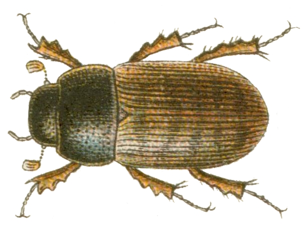Файл:Heptaulacus testudinarius.jpg