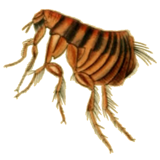 Файл:British Entomologycutted Plate114.png