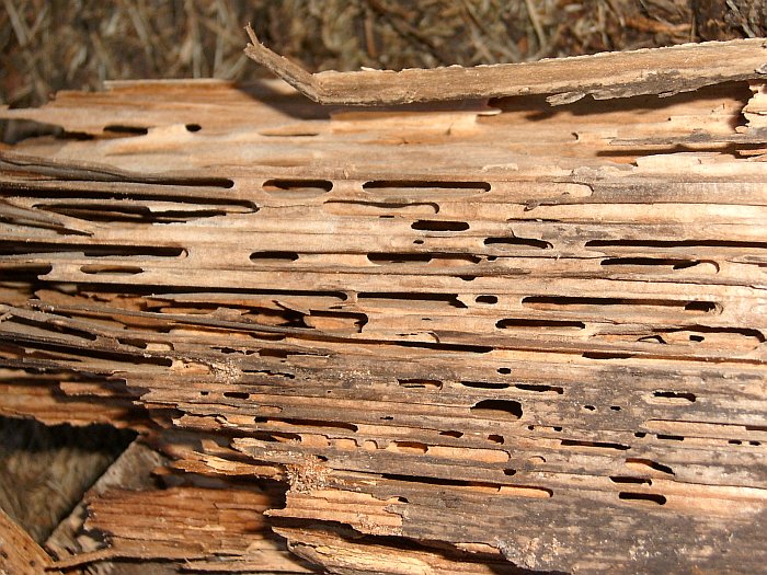 Файл:Holzschaden.jpg