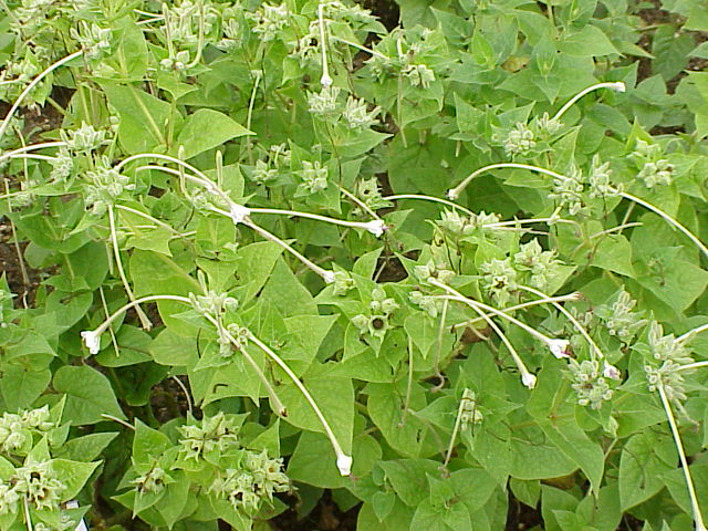 Файл:Mirabilis longiflora5.jpg